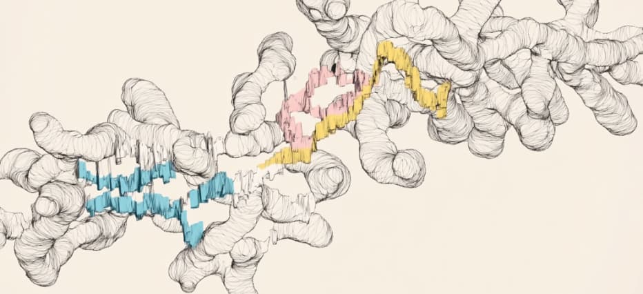 Protein Assembly Model